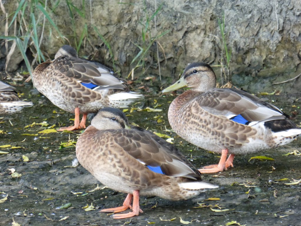 kaczki nad Odrą
