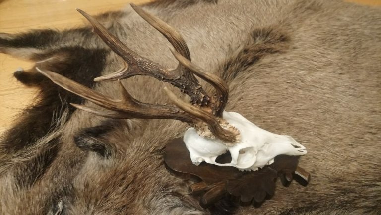 WKŁ „Orlik” w Chełmie