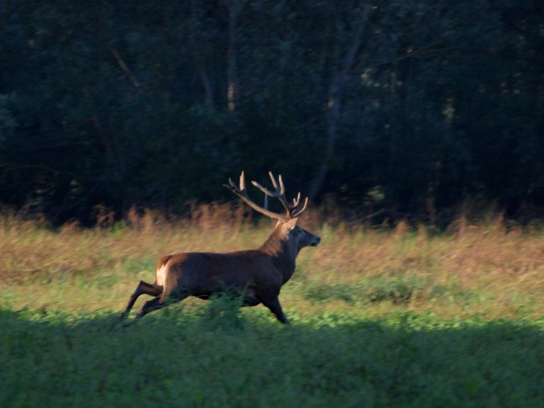 rykowisko 2012