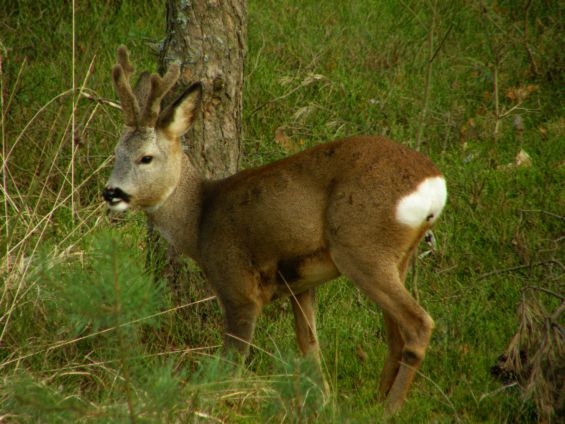 Kozioł w scypule