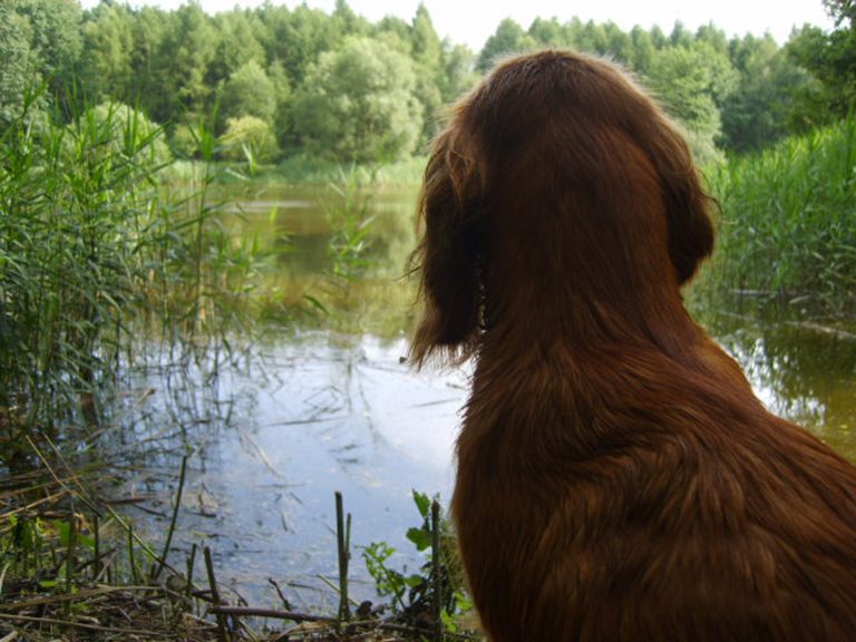 w oczekiwaniu na kaczke