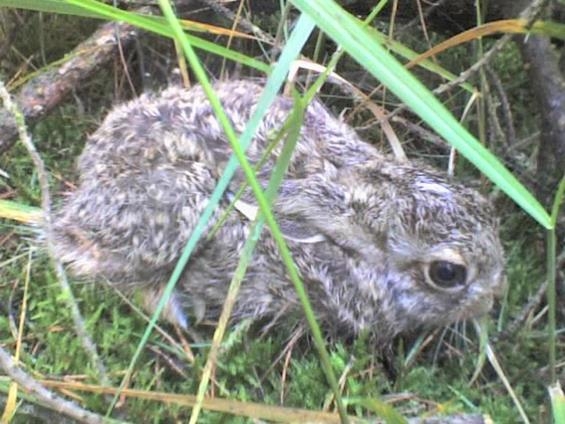 Lepus europaeus