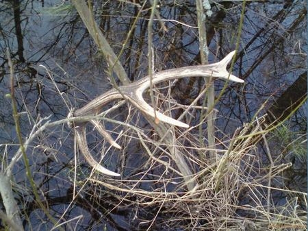 Dziesiątak znaleziony 17.04.2010 Tak sobie wisiał na krzakach na bagnach.