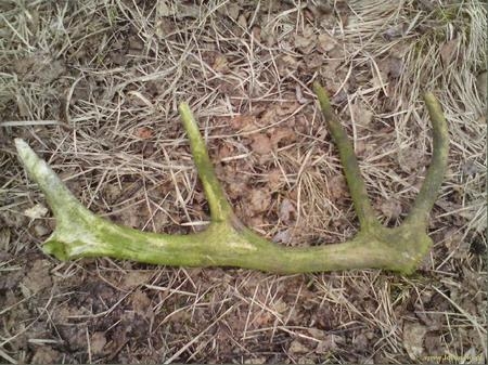 12stak znaleziony 10.04.2010 niestety przeleżał trochę czasu na bagnach troche pogryziony