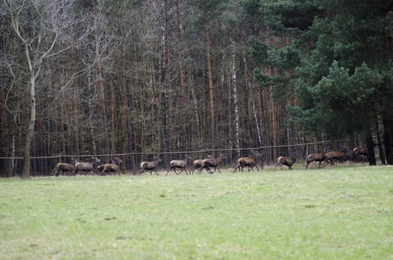 przez polane
