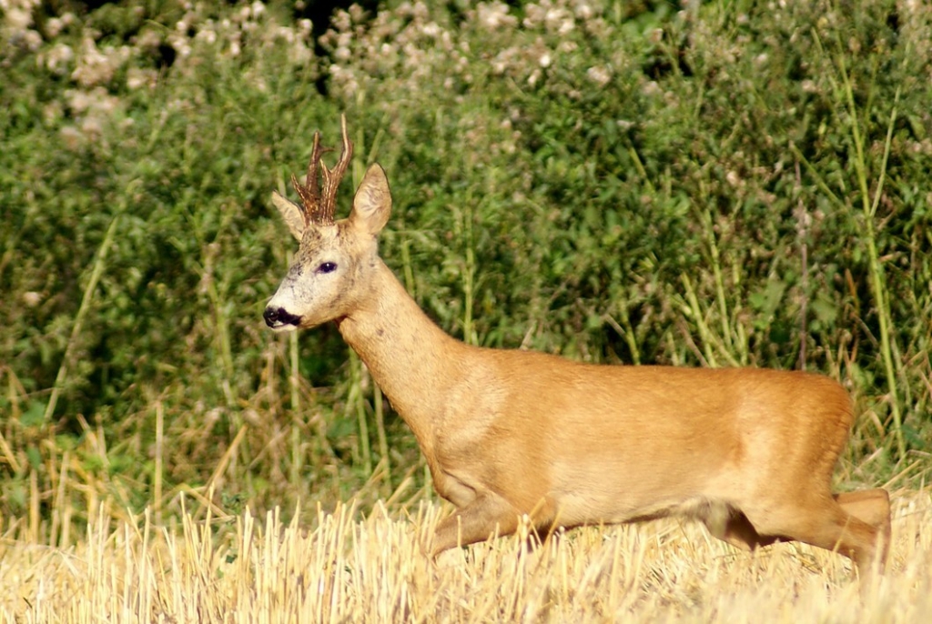 Koziołek