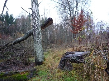 Jesień 2009