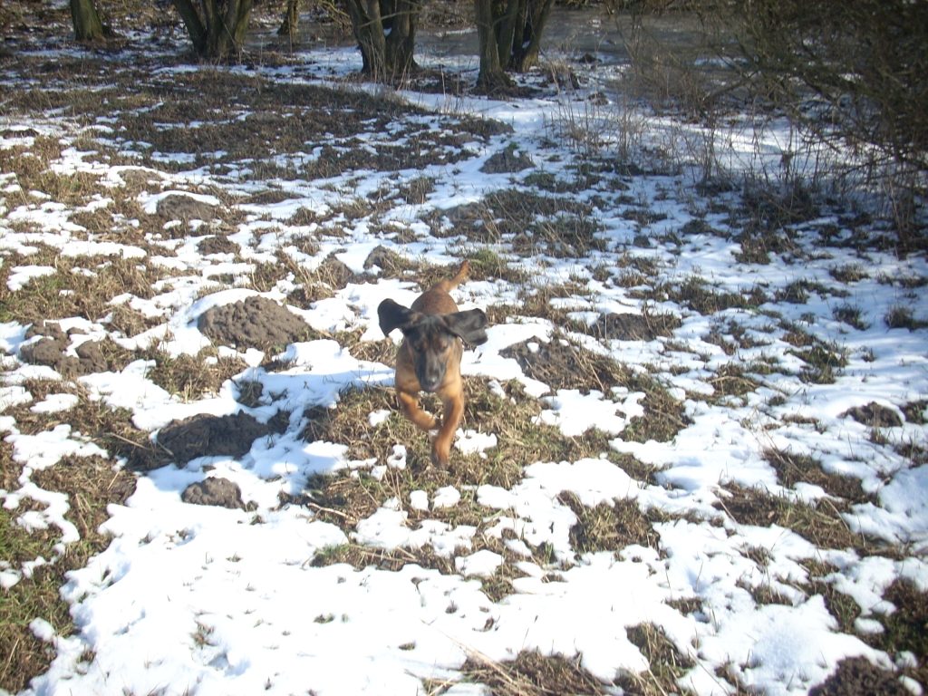 posokowiec w locie