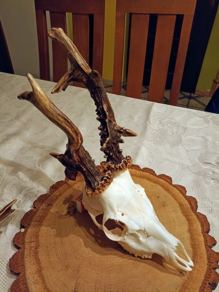 KŁ „Szarak” w Wisznicach