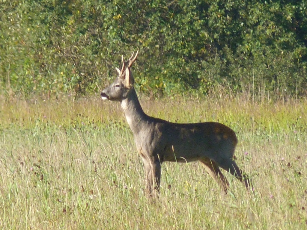 kozioł