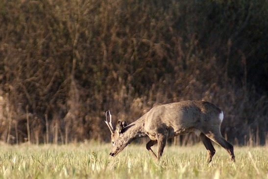 Kozioł