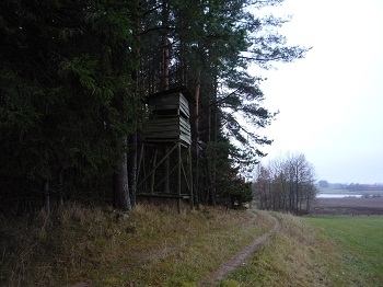 Ambona