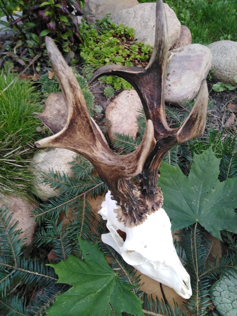 KŁ „Szarak” w Wisznicach