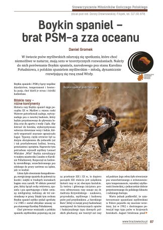 Boykin spaniel – brat PSM-a zza oceanu