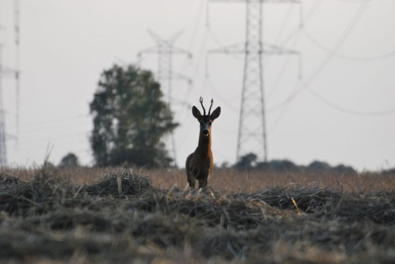 koziołek2