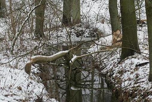 Bobry są już wszedzie.