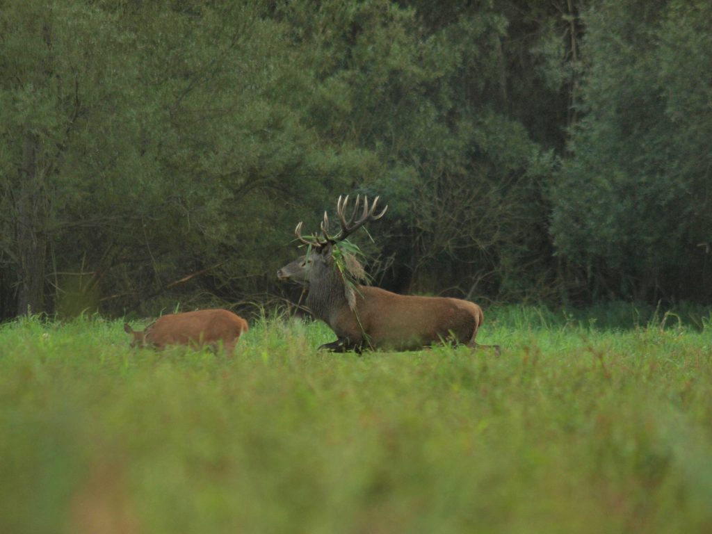 rykowisko 2012