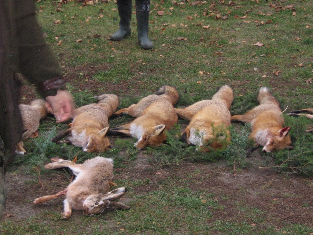 pokot na zbiorówce...