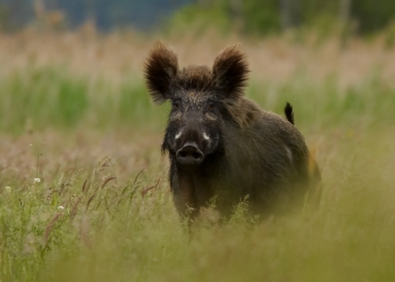 Sus scrofa
