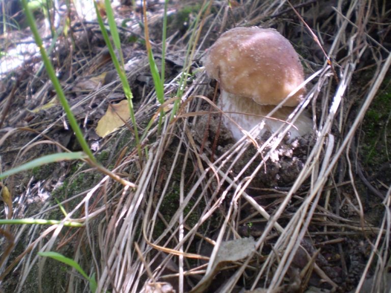 pierwsze zbiory II