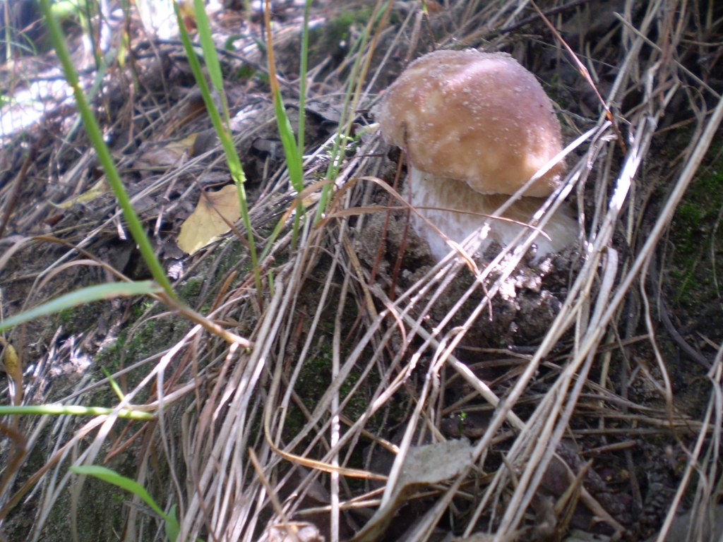 pierwsze zbiory II