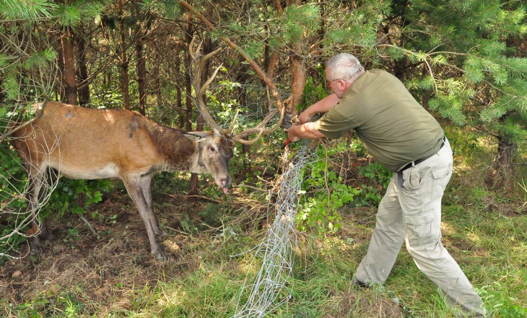 Myśliwy uwalnia jelenia byka z siatki