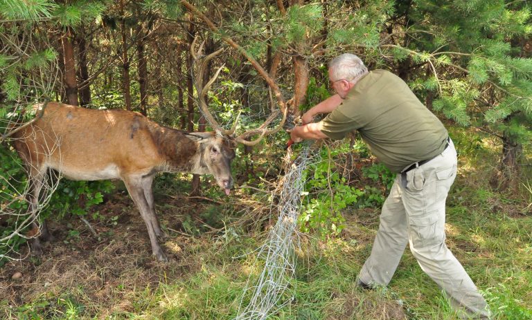 Myśliwy uwalnia jelenia byka z siatki