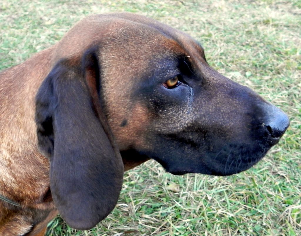 BRUNO