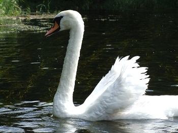 Łabędz