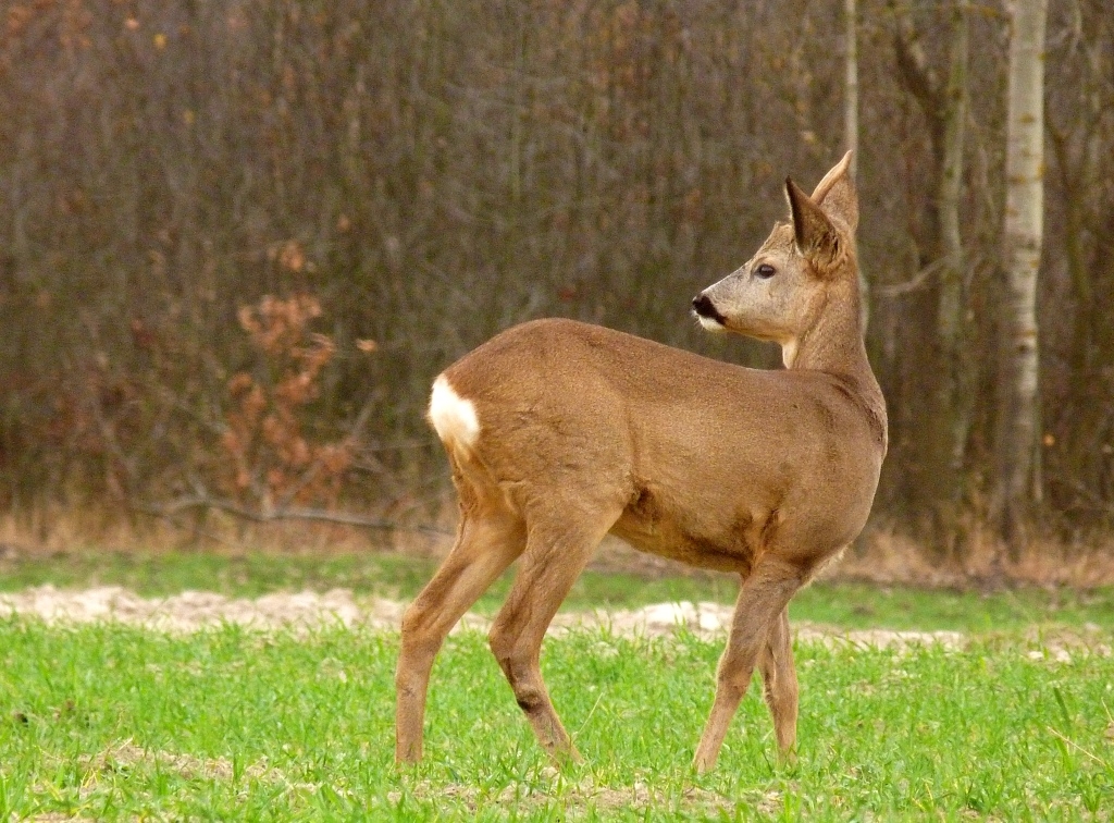 Jednorożec