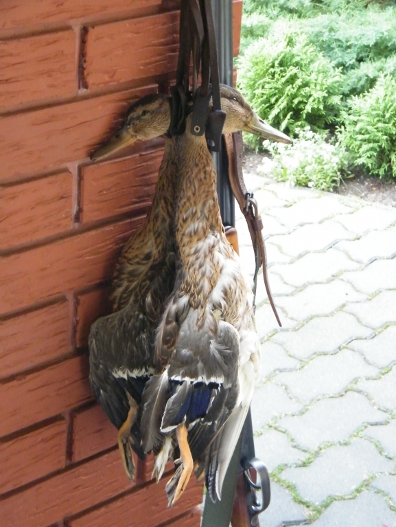 kaczki