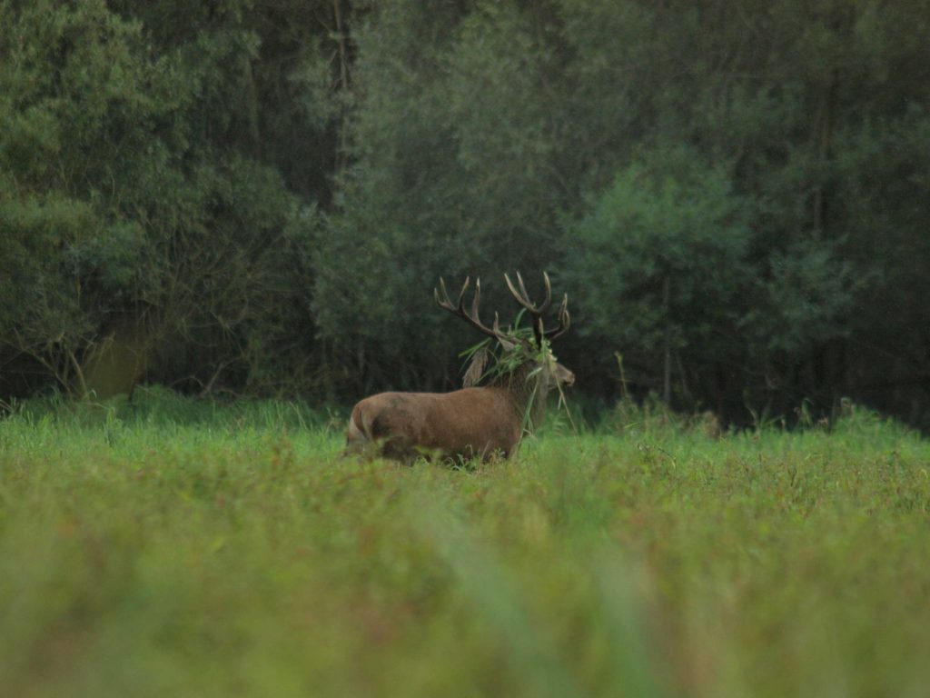 rykowisko 2012
