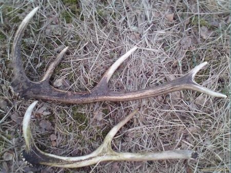 szczęście dopisało Dwa zrzuty dziesiątak i szóstak znalezione 17.04.2010