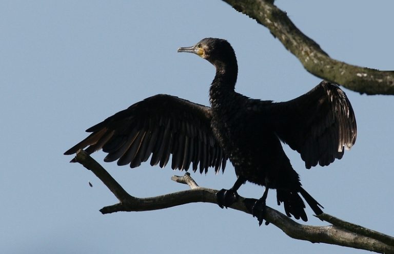 Kormoran
