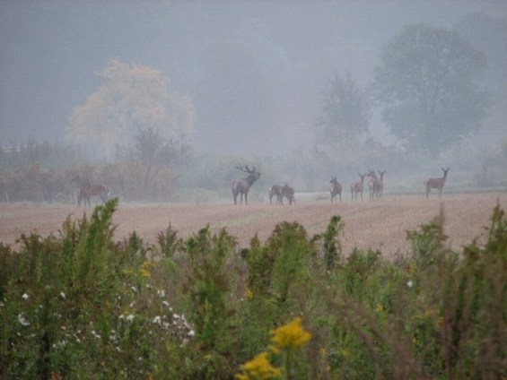 Rykowisko