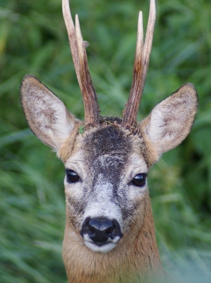 Koziołek