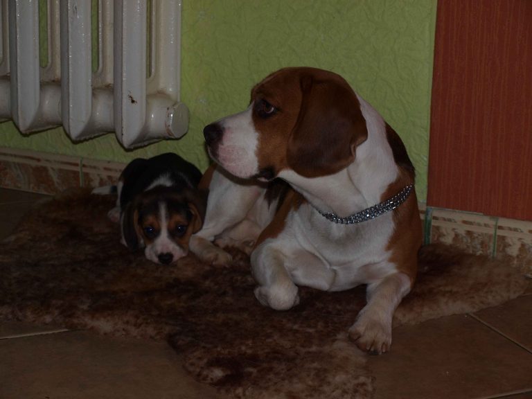 laki i lusia