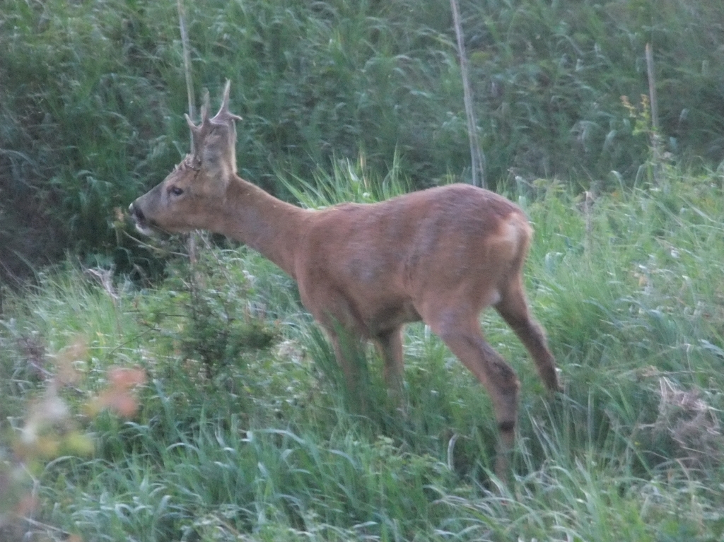 Koziołek