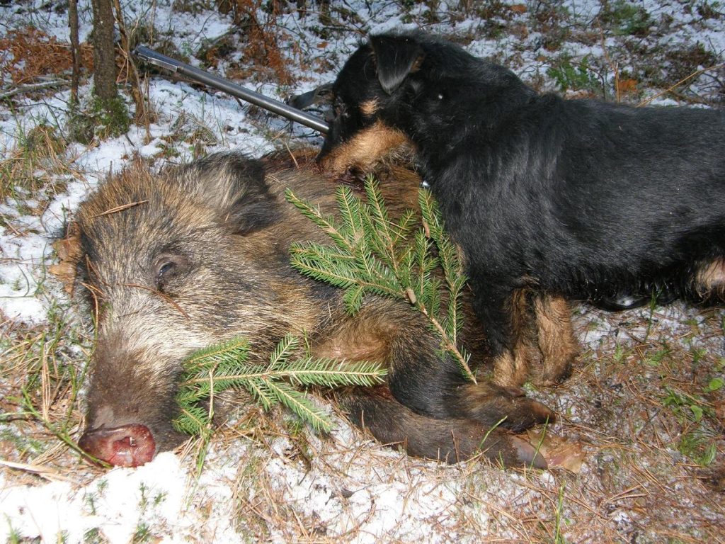 następny dzik