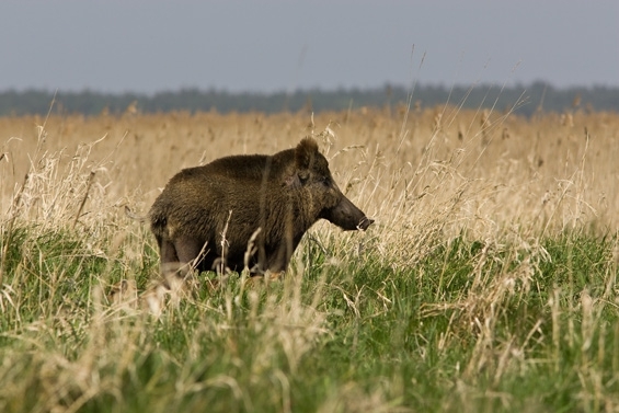 Mamuśka