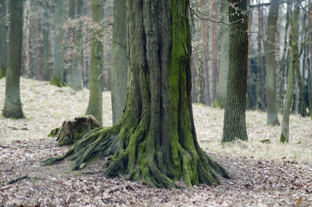 piękny kawałek drzewa
