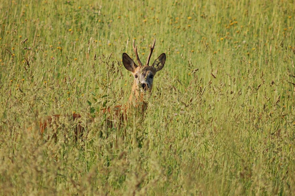 koziołek