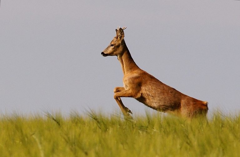 Hop !