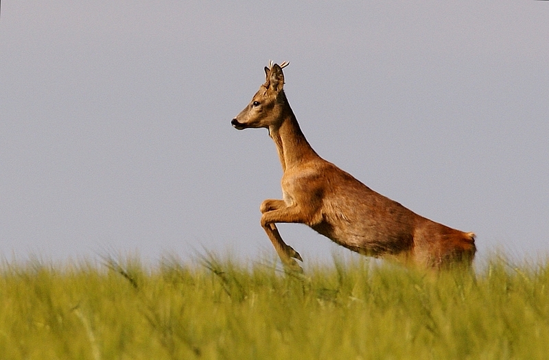Hop !