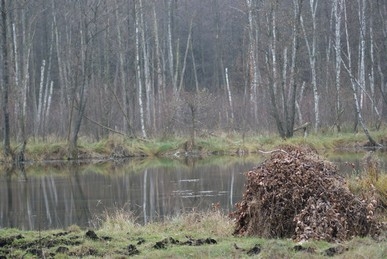 Czatownia