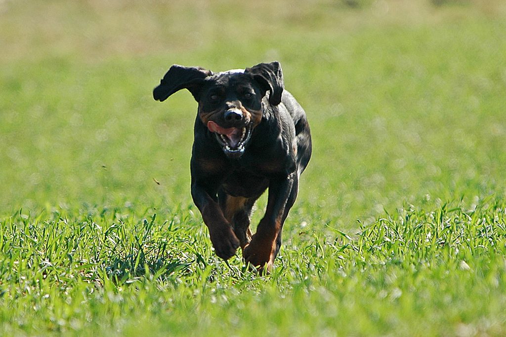 Sprinter