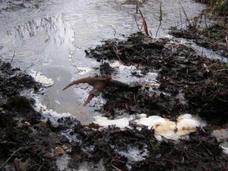 niespodzianka przy tamie bobrów