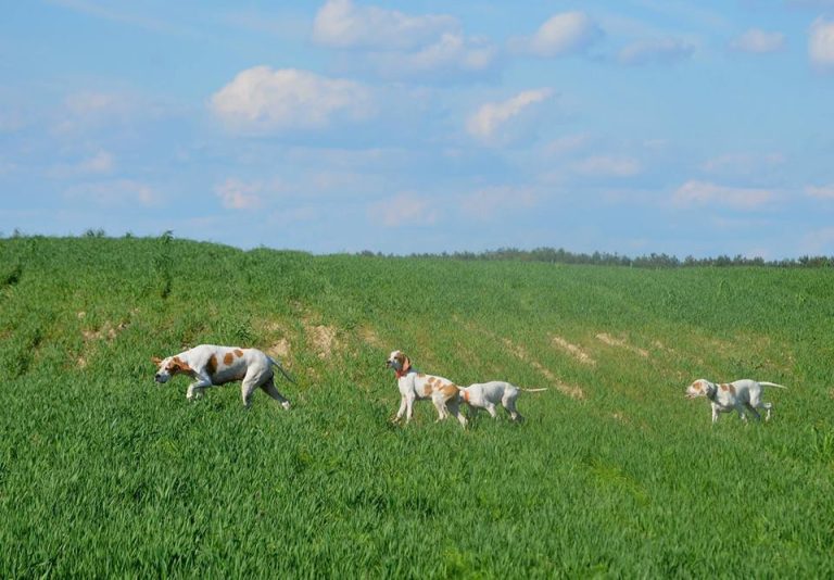 za mamą