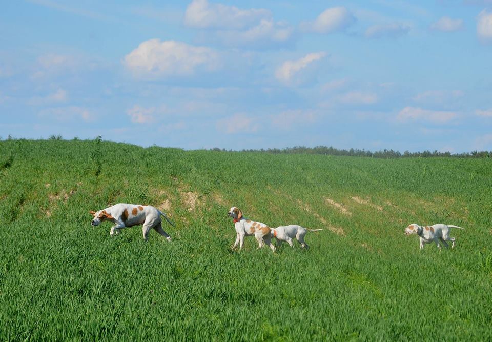 za mamą