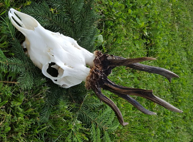 KŁ „Ponowa” w Braniewie